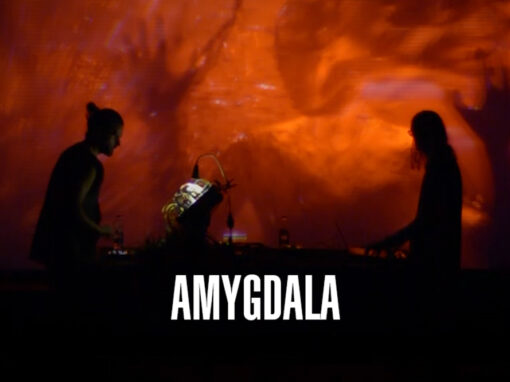 AMYGDALA